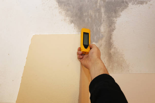  Conrad, IA Mold Removal Pros