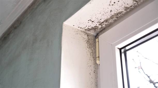 Best Mold Damage Restoration  in Conrad, IA