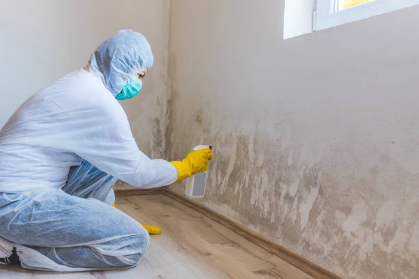 Best Post-Construction Mold Inspection  in Conrad, IA