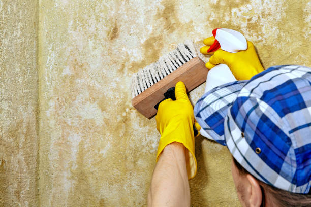 Best Mold Removal for HVAC Installations  in Conrad, IA