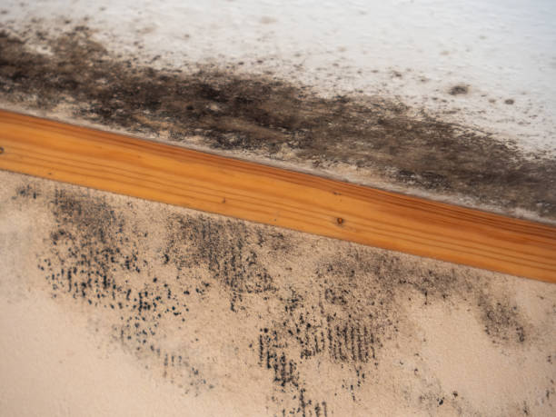 Best Mold Odor Removal Services  in Conrad, IA