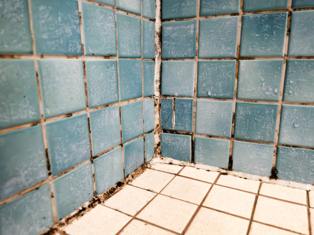 Best Asbestos and Lead Testing During Mold Inspection  in Conrad, IA