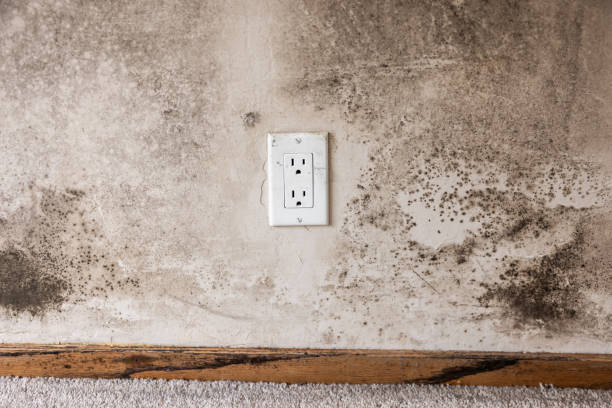 Best Biohazard Mold Removal  in Conrad, IA