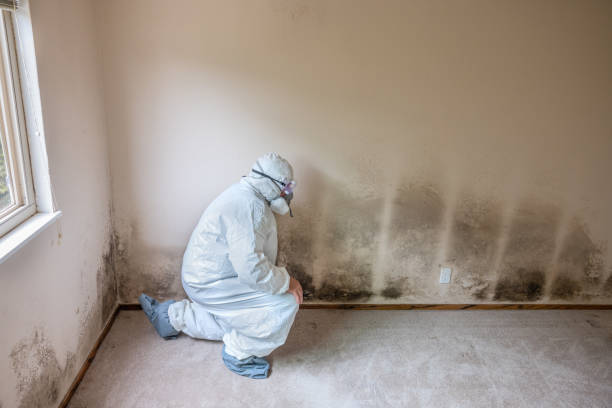 Best Real Estate Mold Inspection  in Conrad, IA