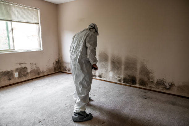 Best Mold Prevention Services  in Conrad, IA