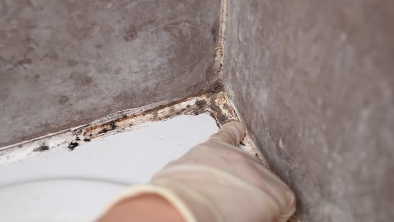 Best Air Quality Testing for Mold Spores  in Conrad, IA