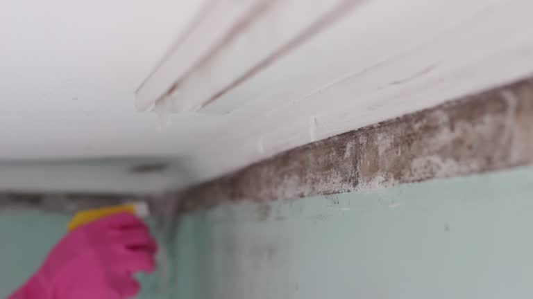 Best Emergency Mold Remediation  in Conrad, IA